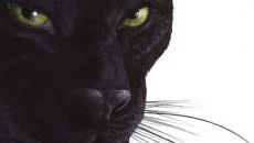 Overclocked. Оправданная жестокость 类似于 Overclocked. Оправданная жестокость