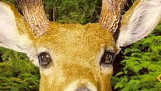 Redneck Deer Huntin' - 一款体育游戏类型的游戏