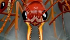 Republic of Pirates 类似于 Republic of Pirates