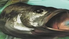 Ultimate Fishing Simulator 类似于 Ultimate Fishing Simulator