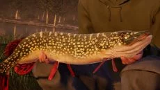 Ultimate Fishing Simulator 类似于 Ultimate Fishing Simulator