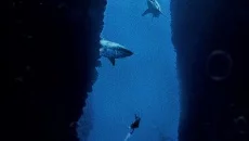 Penumbra: Overture - Episode 1 类似于 Penumbra: Overture - Episode 1