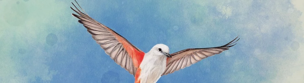 在不同国家/地区的 WINGSPAN[platforms] 上  的发行日期