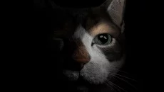 The First Tree 类似于 The First Tree