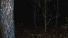 Pacify 类似于 Pacify