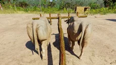 Ancient Farm - 一款建筑类型的游戏