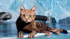 Max and Maya: Cat simulator 类似于 Max and Maya: Cat simulator