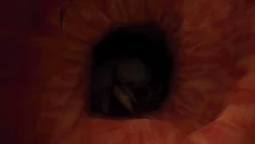 Fears to Fathom - Ironbark Lookout 类似于 Fears to Fathom - Ironbark Lookout